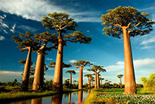 strange-and-beautiful-trees-from-across-the-world-11
